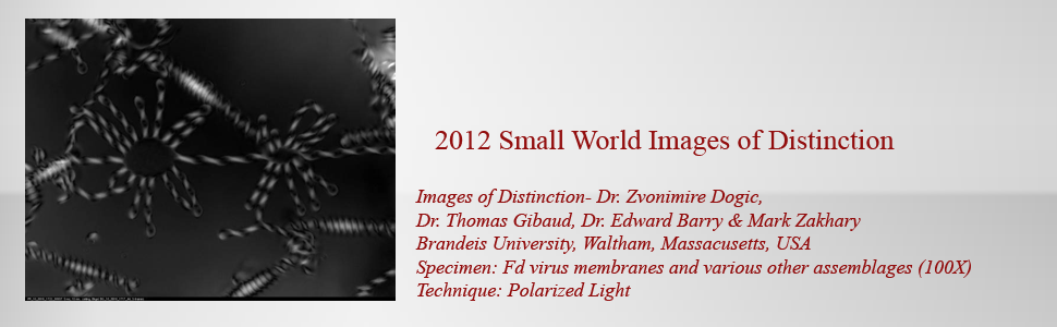 masthead_template1smallWorld-DistinctionREV1